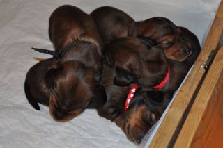 jamniki szczeni�ta